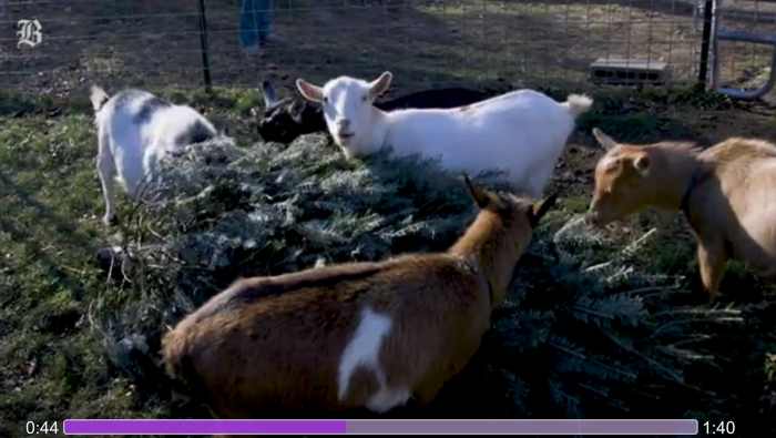 Christmast tree-eating goats