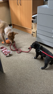 a dog and a small puppy, playing tug with a length of red rope