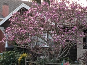 blooming tree