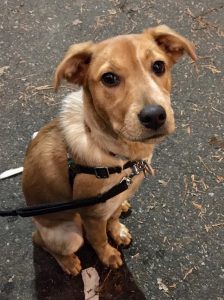 a red-and-cream dog, seated, looking up at the camera