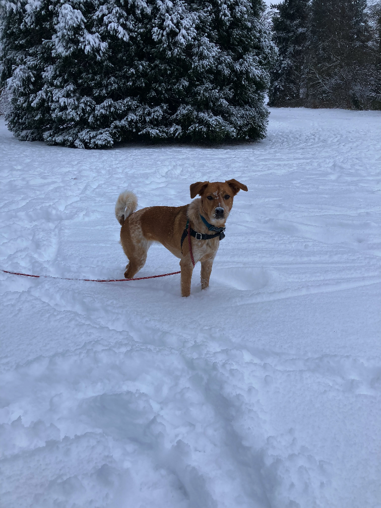 a cream and red dog, in a field of snow