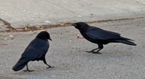 crows