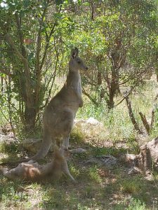 Canberra region