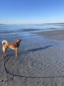 cream-and-red dog at oceanside during low tide