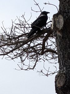 raven in tree