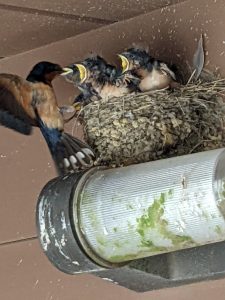 swallow feeding young