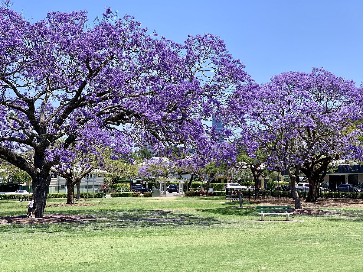 Jacarandas in Australia (large spreading trees with purple flowers)