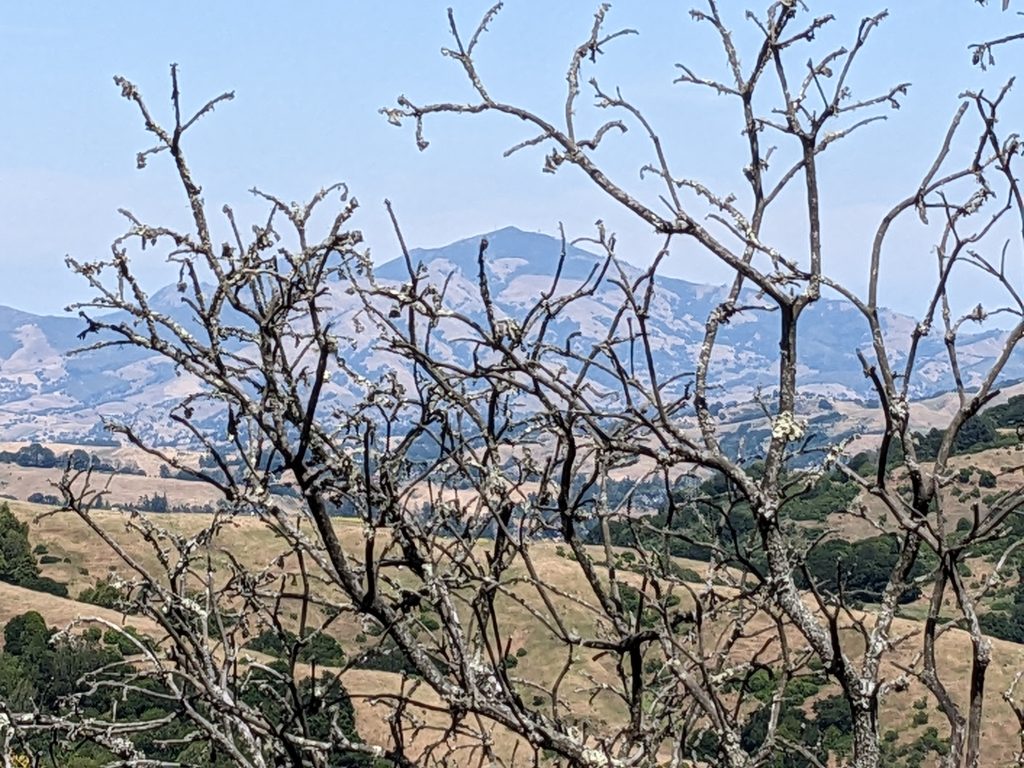 Mt. Diablo in the distance