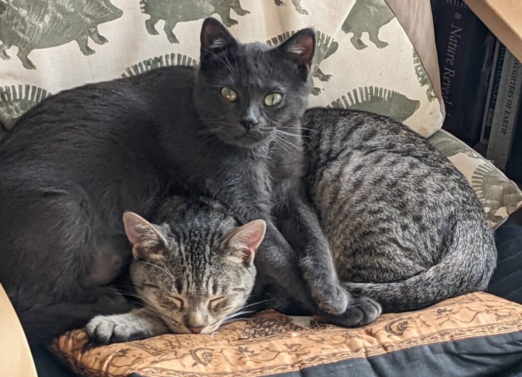 A dark gray cat stands protectively over a sleeping gray tabby.