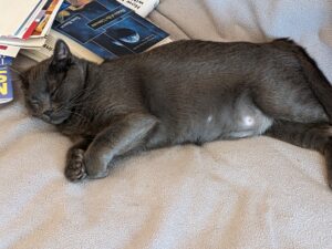 dark gray cat asleep