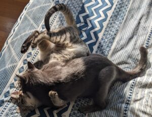 two cats wrestling on a bed, the tabby on his back with the gray cat on top.