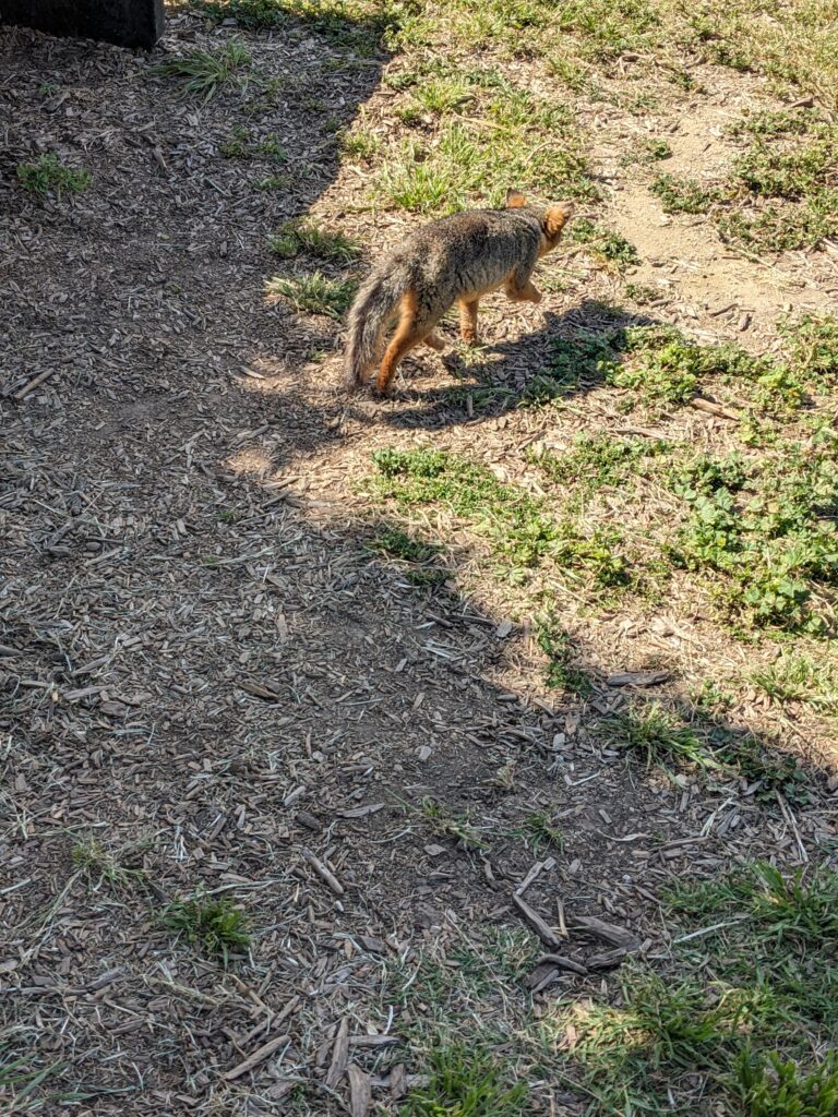 small red fox with a large bushy tail