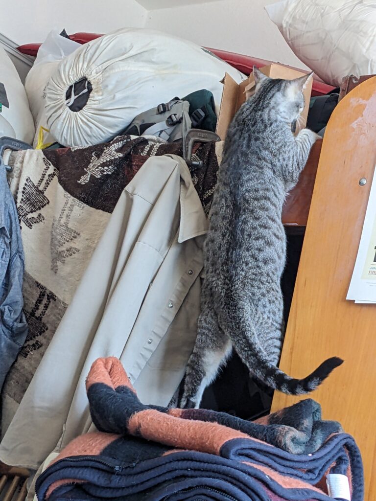 a tabby cat standing on his hind legs, exploring a loft.